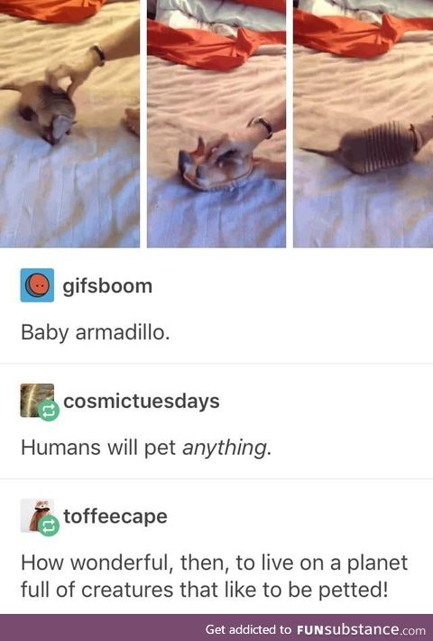 Pet anything and everything