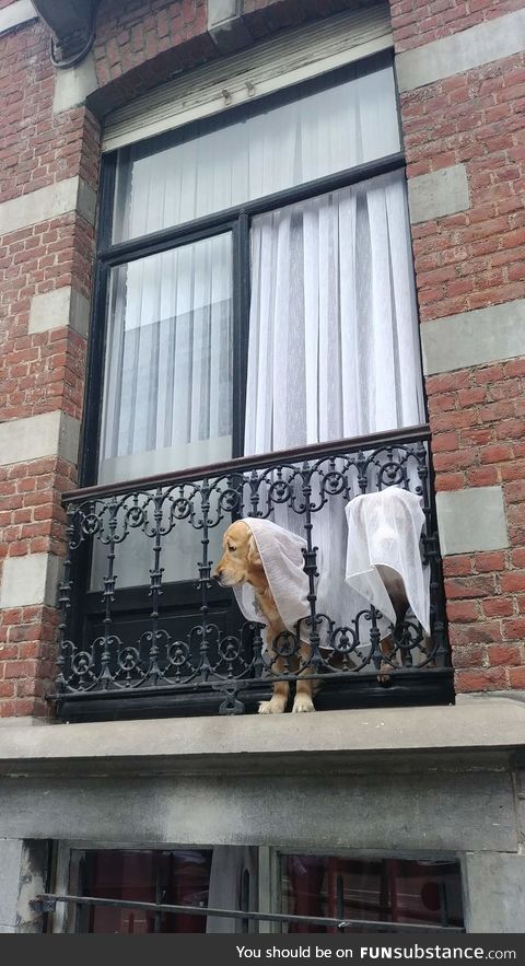 Hark! Fair puppers! Let down thine tails