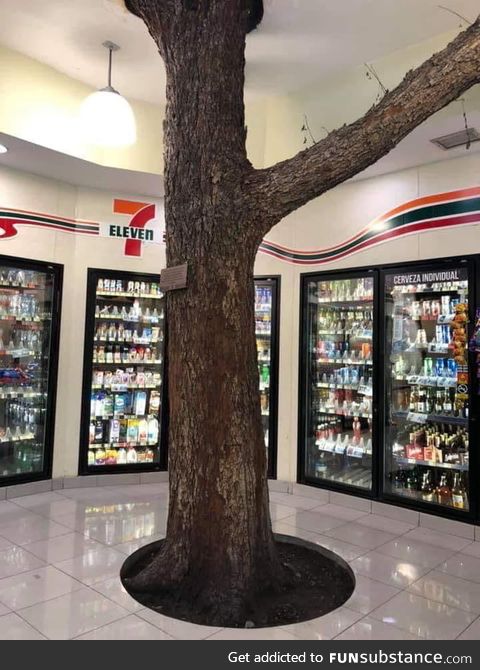 This 711 in Mexico was built around a tree