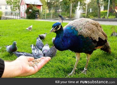 Peafowls are basically oversized pigeons, with fancy feathers