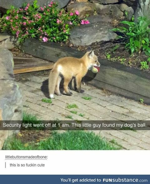 Cat burglars got some new competition