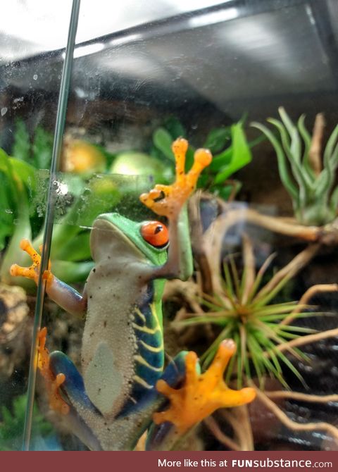 Froggo Fun #50 - "You're doing a-ok."