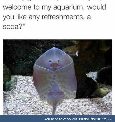 Welcome to the Aquarium, how may he help you?