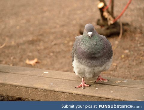 Bonus fact: there's more than 300 species in the columbidae family, we got a lot to cover