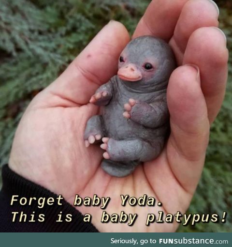 Baby platypus is love