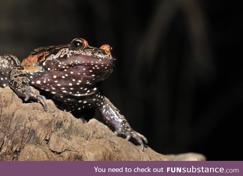 Froggo Fren #89 - Hula Painted Frog