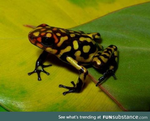 Froggo Fren #90 - Harlequin Poison Frog