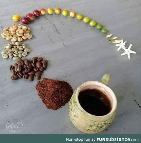 The life cycle of coffee