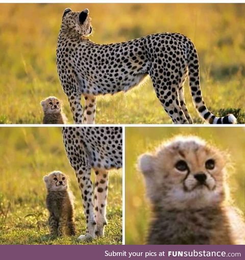 The absolute cutest Cheetah cub ever