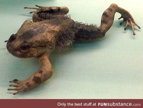 Froggo Fren #91 - Wolverine Frog