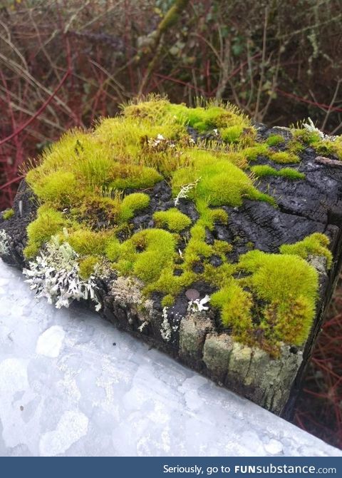 Growth on a fence post looks like some fairy fantasy land