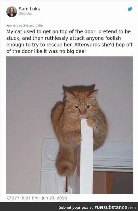 A cat with a plan