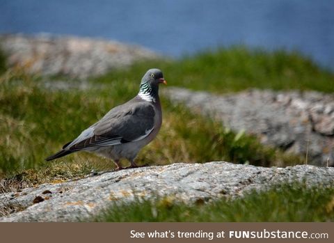 Common wood pigeon (Columba palumbus) - PigeonSubstance