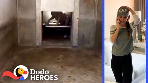 Rescuing Pit Bulls From Solitary Confinement (FeelGoodSubstance)