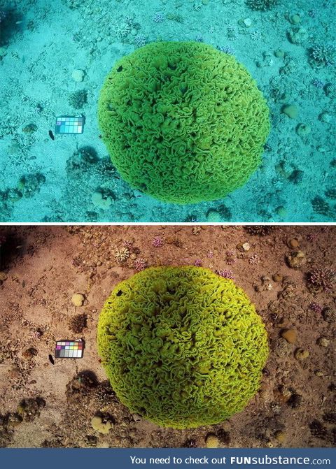 Two scientists created the 'Sea-thru' algorithm that alters underwater photos