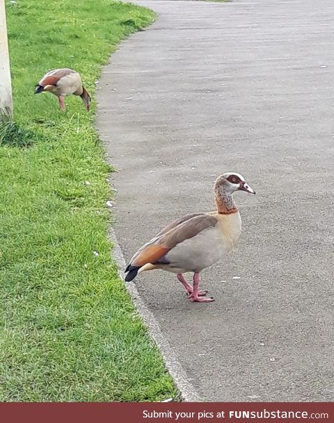 More Birbs in the Park