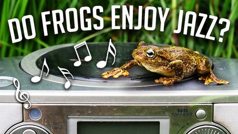 Attracting frogs with smooth jazz