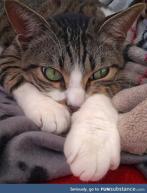 Meow