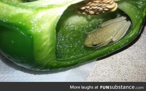 Froggo Fun #81 - A Very Spicy Boi