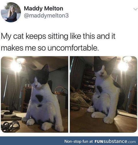 The way this cat sits!