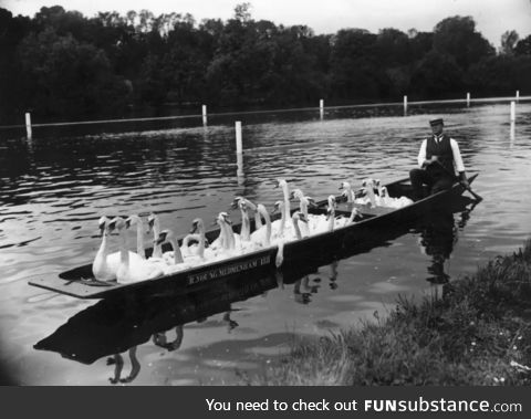 Swans were free in most parks, circa 1950