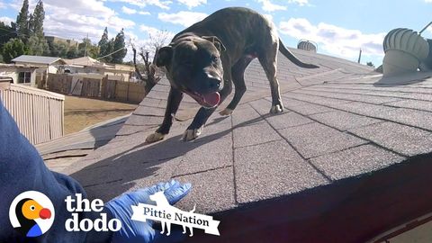 Pit Bull Rescued from a rooftop (FeelGoodSubstance)