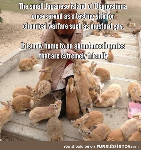 Okunoshima Island and it's Abundance of Bunnies