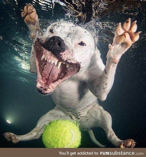 Water attack doggo