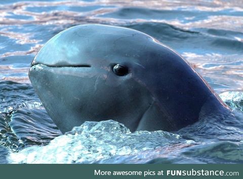 The highly endangered Irrawaddy dolphin