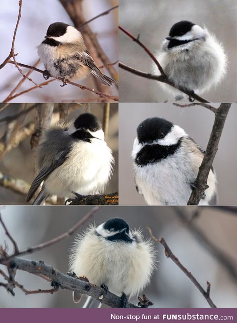 Chickadee-dee-dee