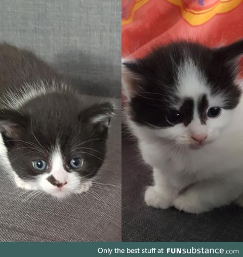 These are my kittens, Oreo and Crumbs!