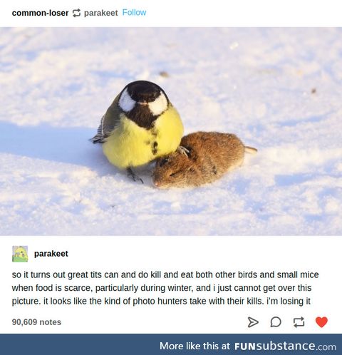 Beware the tit
