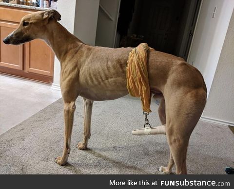 A friend’s dog had an accident to her tail so they came up with a unique sling to keep