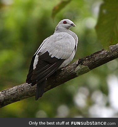 Silvery pigeon (Columba argentina) - PigeonSubstance