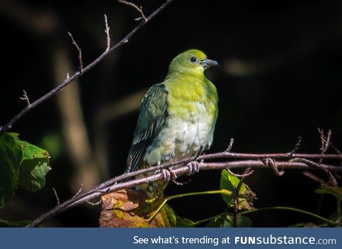 White-bellied green pigeon (Treron sieboldii) - PigeonSubstance