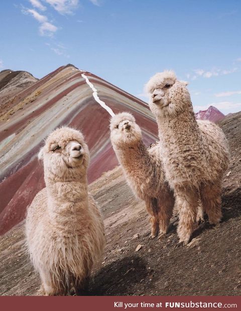 The Llama crew from Pperu