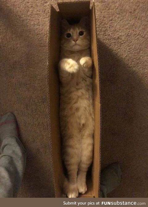 2-day delivery is purrfect