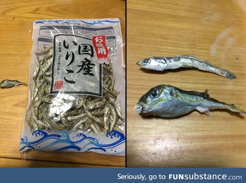 (Very) poisonous Fugu fish, now free with your dried anchovies!