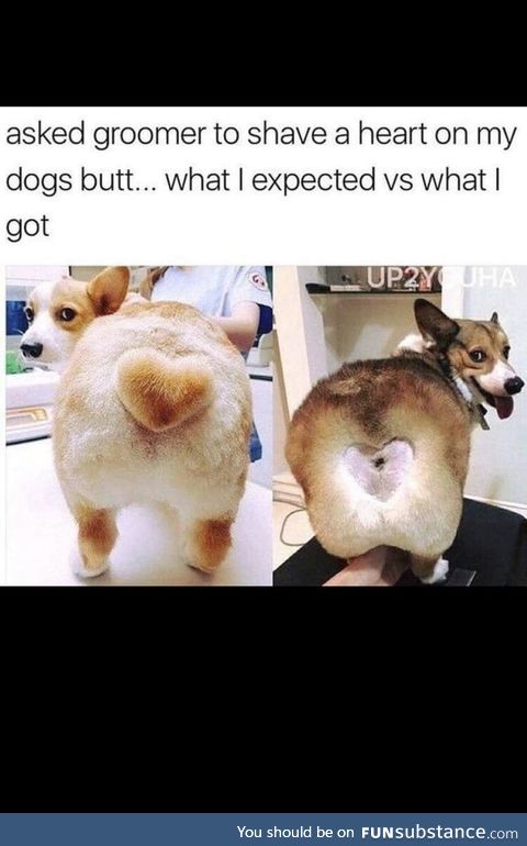 Um...That Corgi's bu....Nevermind