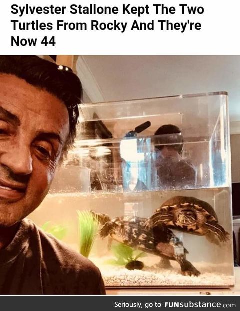 Treat your turtles well