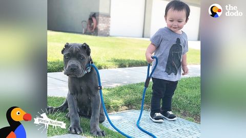 Pitbulls with their baby brother (FeelGoodSubstance)