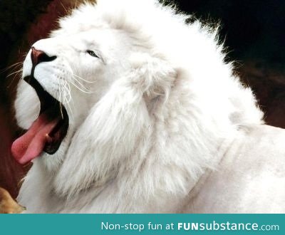 The extremely rare white lion. Less than 300 left