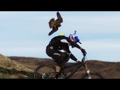 Biker gets hunted by a Peregrine Falcon