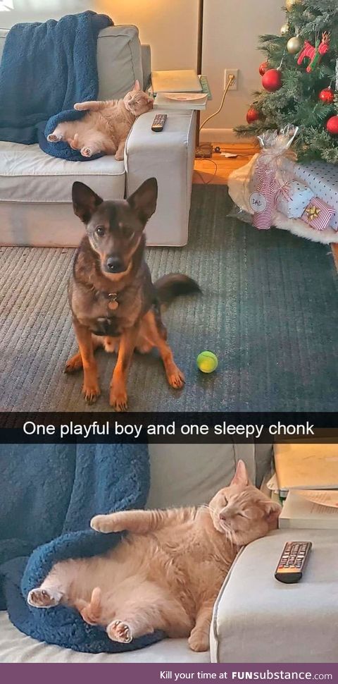 I relate to the sleepy chonk