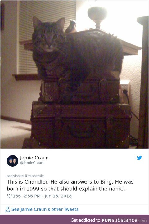 Can this cat BE any prettier?