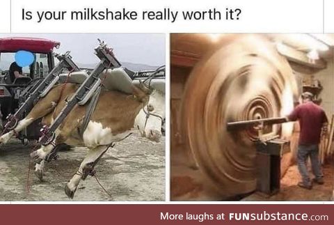 Think twice before shaking cows