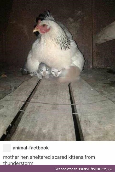 She Protecc