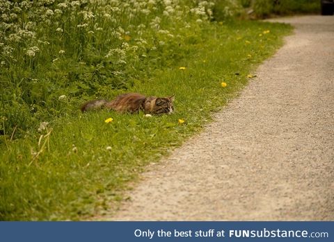 A little something for the cat lovers here