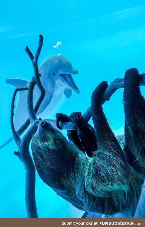 Texas aquarium shows a sloth to the dolphins