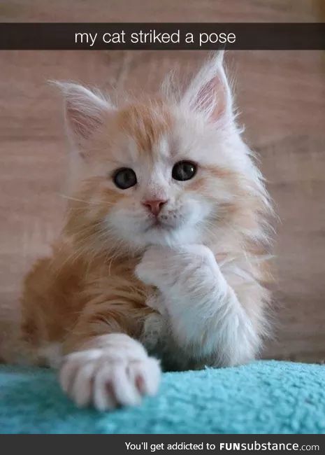 Purrfect